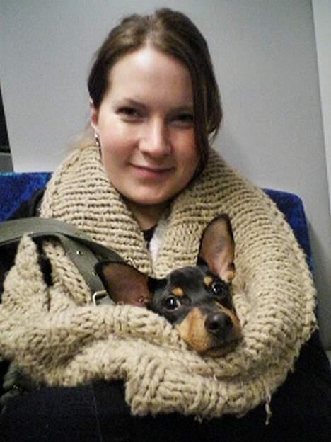 Dvaergpinscher Basse - Basse på vej hjem fra bedstemor og bedstefar.... billede 3