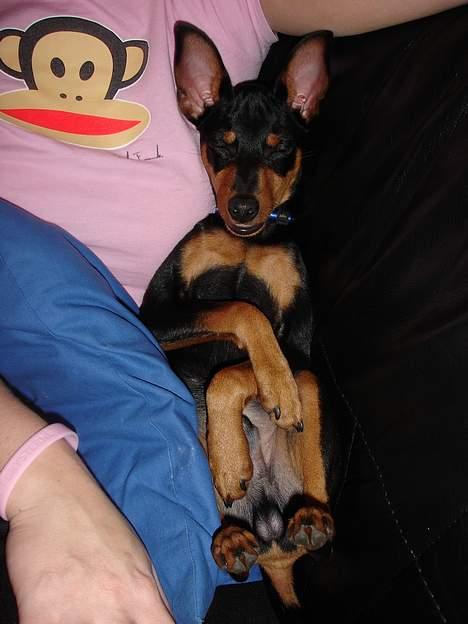 Dvaergpinscher Basse - Og så ska der ses fjernsyn! billede 4