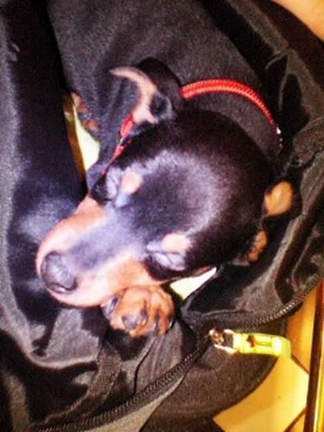 Dvaergpinscher Basse - Første dag i hans nye hjem: bliver puttet i taske og sover her under en filmpremiere i Grand Bio. billede 5