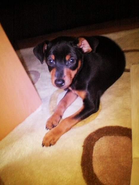 Dvaergpinscher Basse billede 6