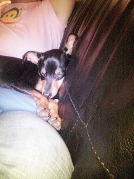Dvaergpinscher Basse - Mere sove...zzzzzzzzzzzzzzzzzzzzzz billede 8