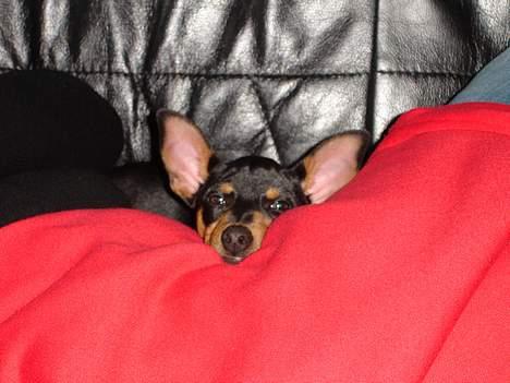 Dvaergpinscher Basse - Og vågne..... billede 9