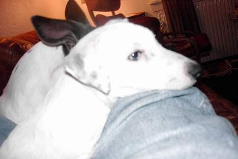 Jack russell terrier Bølle - dejligt at ligge her og se fjernsyn billede 9