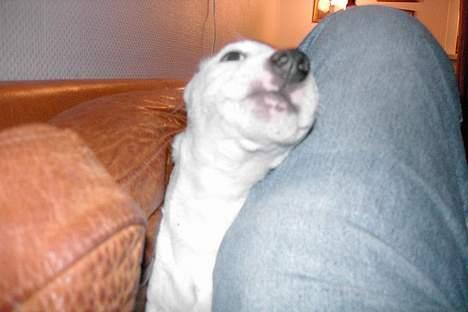 Jack russell terrier Bølle - flyt lige dit ben  far jeg vil jo op til dig billede 10