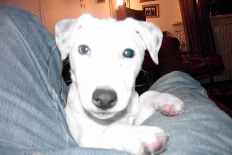 Jack russell terrier Bølle - er jeg ikke dejlig????? billede 11