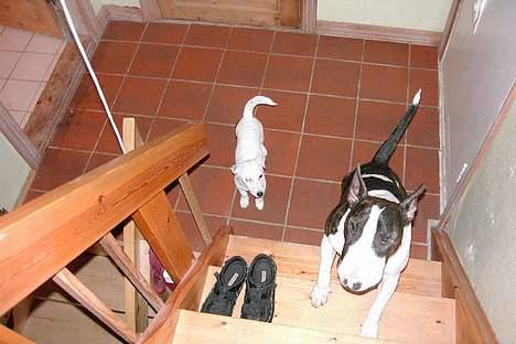 Jack russell terrier Bølle - skal JEG op af alle de trapper??? billede 12