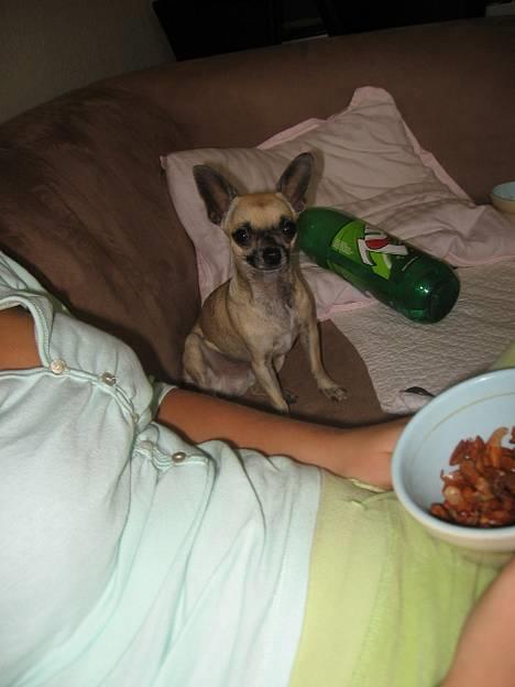 Chihuahua Nico *07.09.* - er jeg ik bare lækker billede 7