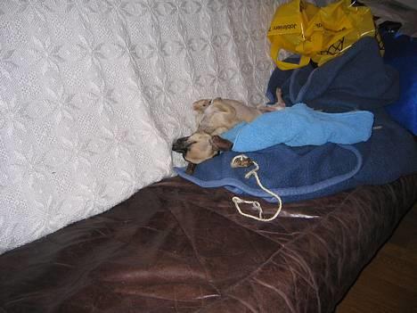 Chihuahua Nico *07.09.* - Nico tager sig lige en slapper på langs hehe billede 12