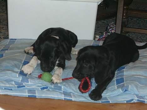 Blanding af racer Bertil - Mig og min bror elsker bare hinanden... :o) billede 2