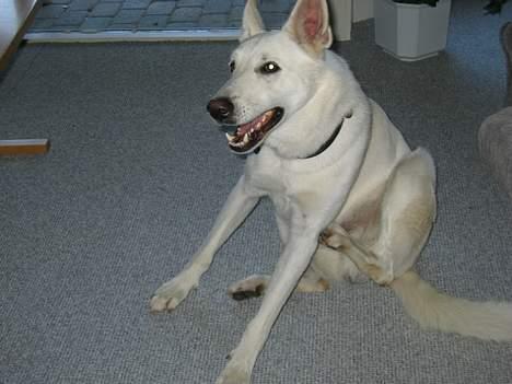 Hvid schæfer Tinka's Fonzi *Død* - Uuhh... Det klør...! billede 11