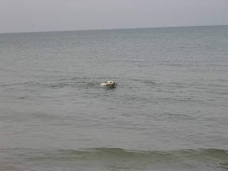 Hvid schæfer Tinka's Fonzi *Død* - Hundesømning, er det jeg er bedst til...! billede 12