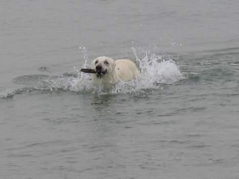 Hvid schæfer Tinka's Fonzi *Død* - Her kommer jeg... I fulde firspring... billede 13