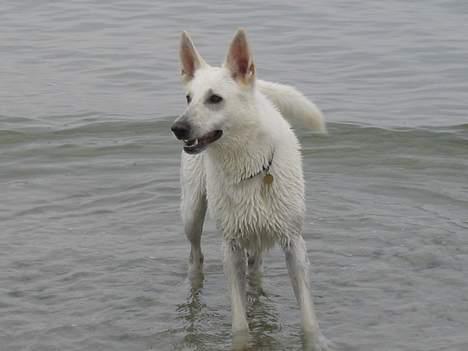Hvid schæfer Tinka's Fonzi *Død* - Kast den så, kast den så. Kast den så! Jeg er allerede på vej efter den! billede 14