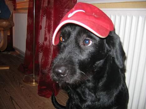 Blanding af racer Lucas - " Så skal der vist rappes,, RaaP, RaaP,, eller?? " billede 17