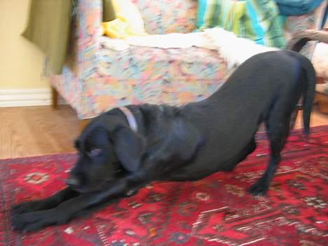 Blanding af racer Lucas - " Se hvor fint min numse kan stritte , BaaaH,, " billede 18