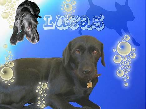 Blanding af racer Lucas - " Blob, Blub,, Nogen der sagde Vandhund?? ;) " billede 19