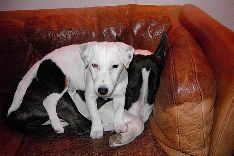 Jack russell terrier Bølle - jeg putter så godt her på store bror billede 13
