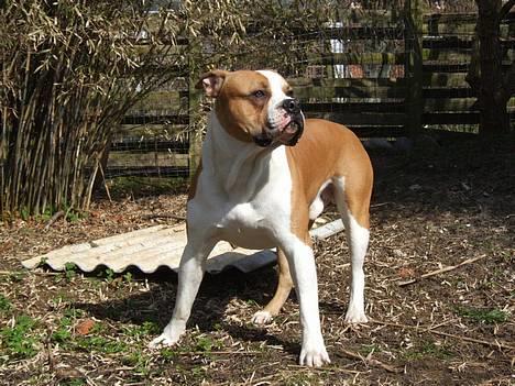 Amerikansk bulldog Holmegaards Scheik billede 2