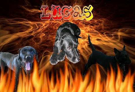 Blanding af racer Lucas billede 20