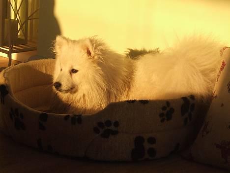 Japansk spids Inu-chibi amazing Kensei  - Ligger lige i min kurv og tørre efter turen på stranden 10 maj billede 6