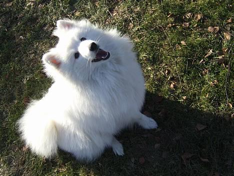 Japansk spids Inu-chibi amazing Kensei  billede 7