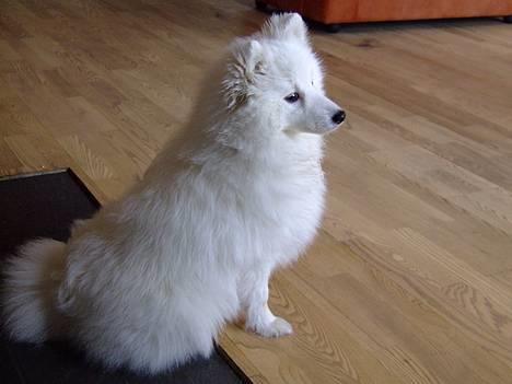 Japansk spids Inu-chibi amazing Kensei  billede 8