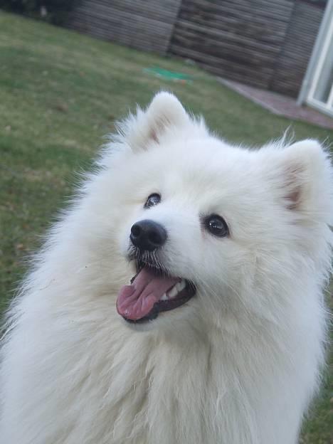 Japansk spids Inu-chibi amazing Kensei  - NYT 10 april billede 9