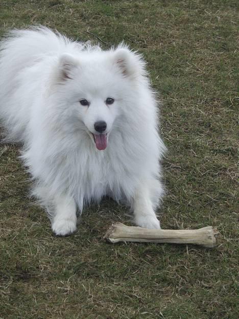 Japansk spids Inu-chibi amazing Kensei  - NYT 10 april billede 10