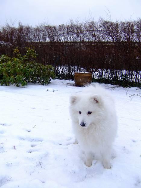 Japansk spids Inu-chibi amazing Kensei  billede 11