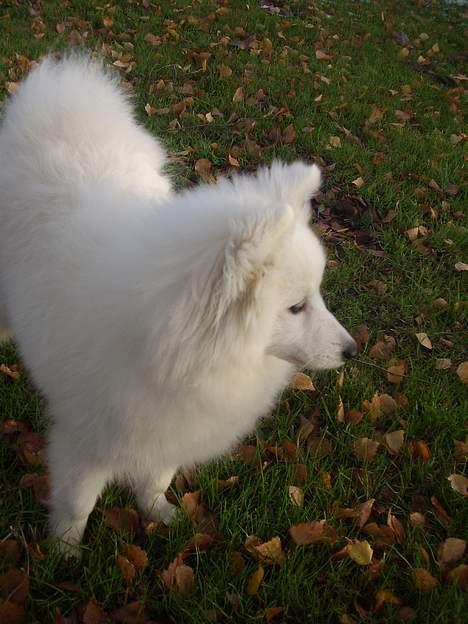 Japansk spids Inu-chibi amazing Kensei  billede 12