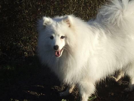 Japansk spids Inu-chibi amazing Kensei  billede 14