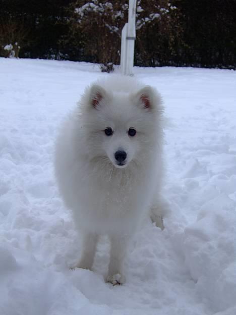 Japansk spids Inu-chibi amazing Kensei  billede 15