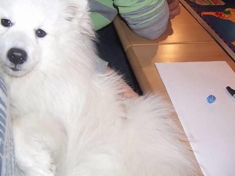 Japansk spids Inu-chibi amazing Kensei  - NYT 10 april billede 16