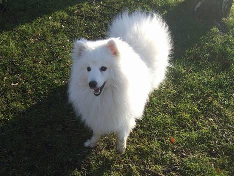 Japansk spids Inu-chibi amazing Kensei  billede 17