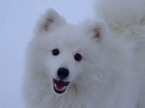 Japansk spids Inu-chibi amazing Kensei  billede 18