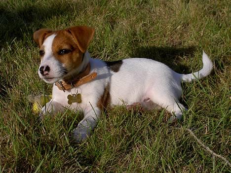 Jack russell terrier Sille - Fedt at ligge i solen. 11 uger gammel billede 1
