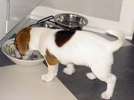 Jack russell terrier Sille - Jeg er lige kommet "hjem". 8 uger gammel. Jeg tør ikke drikke af en metal skål, så derfor har jeg fået en anden skål billede 4
