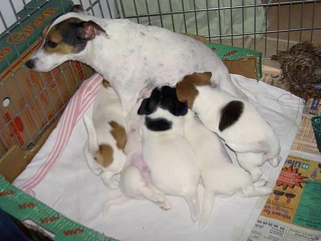 Jack russell terrier Sille - Her er min mor og alle os unger billede 5