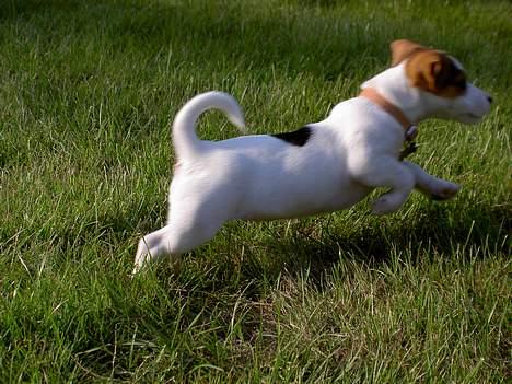 Jack russell terrier Sille billede 6