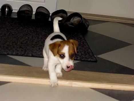 Jack russell terrier Sille - Er der mad? billede 8