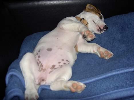 Jack russell terrier Sille - Jeg tager lige en lur! billede 9