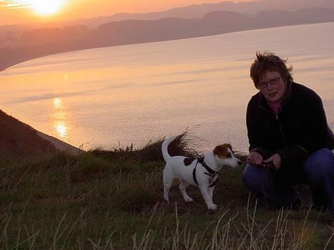 Jack russell terrier Sille billede 11