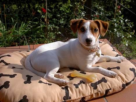 Jack russell terrier Sille billede 13