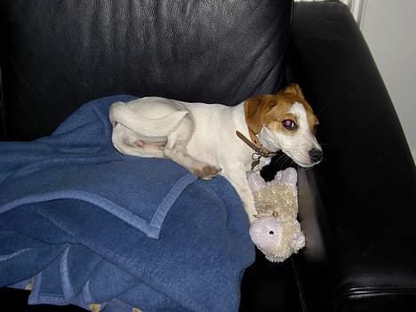 Jack russell terrier Sille - Jeg faldt altså lige i søvn billede 15