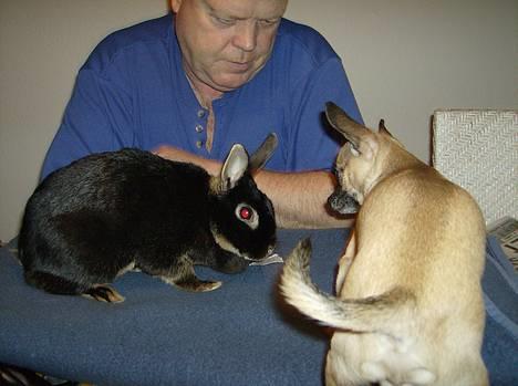 Chihuahua Nico *07.09.* - Står lige og kigger på mors kanin (der desværre er død nu.. og det var ik min skyld) billede 14