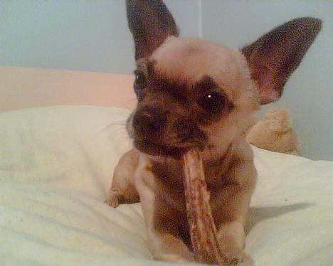 Chihuahua Nico *07.09.* - Ad du vil ikke vide hvad jeg spiser her. mor syntes jeg er såååå ulækker hehe billede 15