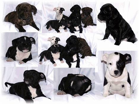 Staffordshire bull terrier R.I.P.: (Engelsk) DKCH, SUCH Taz - Kennel Little Frogs D-Kuld, født 20/11-2003 - Med Taz og Little Frogs Corte Giara "Ebba" billede 20