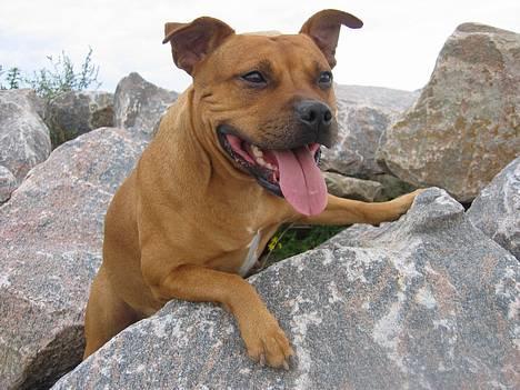 Staffordshire bull terrier "Honey" R.I.P - jeg elsker DIG billede 20