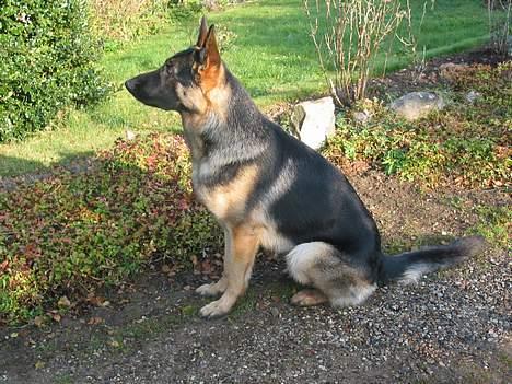 Schæferhund Darco - Flot fyr " hva" billede 9