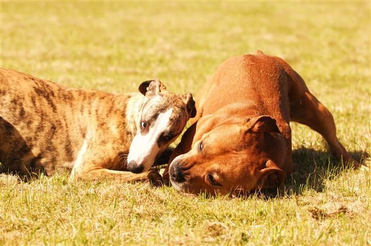 Staffordshire bull terrier    CH.Angelic Staff Ninja - *NYT* Hundeleg med naboens hanhund... billede 16